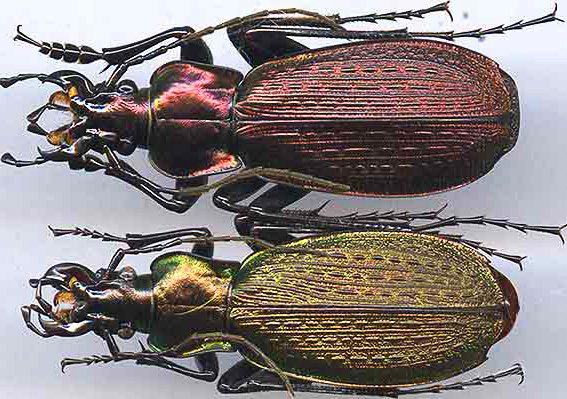 http://www.gorodinski.ru/carabus/Archiplectes koltzei faunus.jpg